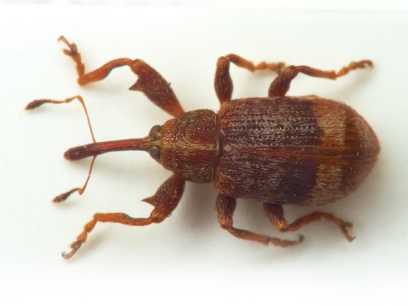 Anthonomus ulmi (De Geer, 1775)